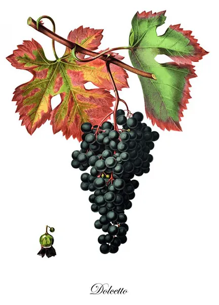 Traubensorte Dolcetto - Ampelographische Darstellung der Trauben