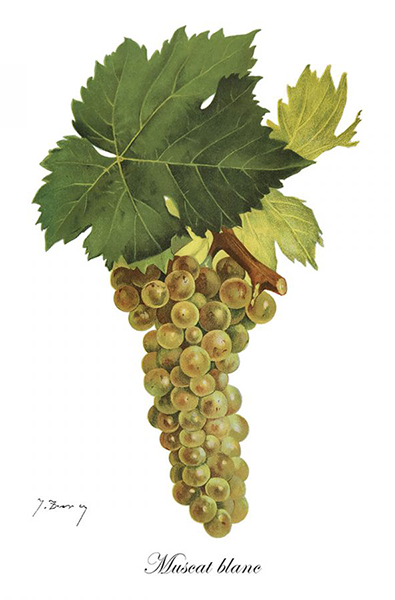 Traubensorte Moscato Bianco - Ampelographische Darstellung der Trauben