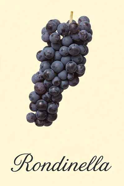 Traubensorte Rondinella - Darstellung der Trauben