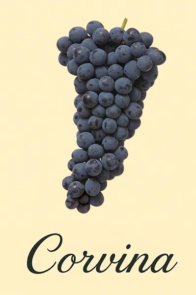 Traubensorte Corvina - Darstellung der Trauben