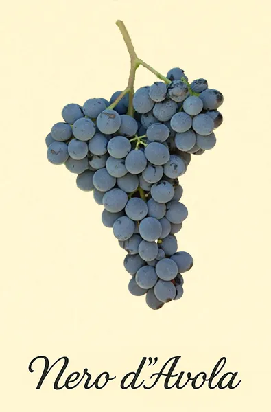 Traubensorte Nero d'Avola - Darstellung der Trauben