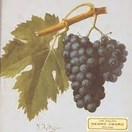Cépage Negroamaro - représentation ampélographique des raisins