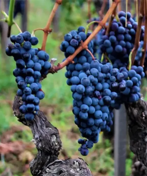 Traubensorte Nerello Mascalese - Ampelographische Darstellung der Trauben