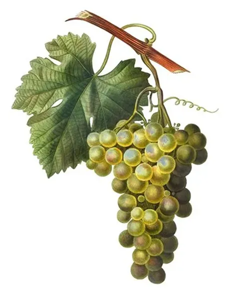 Traubensorte Grillo - Ampelographische Darstellung der Trauben