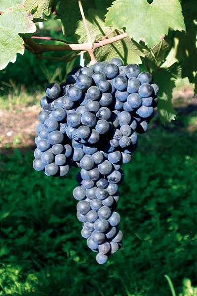 Traubensorte Primitivo - Darstellung der Trauben