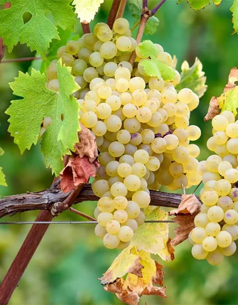 Traubensorte Arneis - Ampelographische Darstellung der Trauben