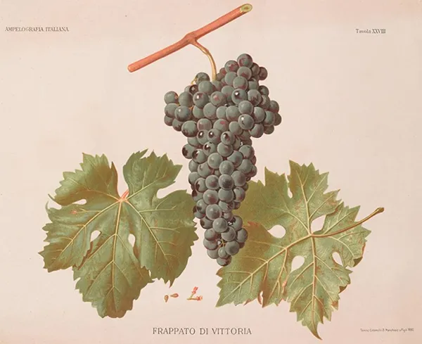 Traubensorte Frappato di Vittoria  - Ampelographische Darstellung der Trauben