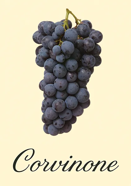 Traubensorte Corvinone - Darstellung der Trauben